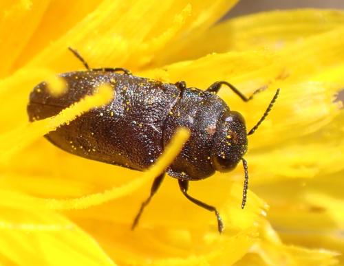 Réf. 325 905 : Anthaxia godeti